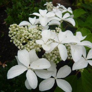 Гортензия метельчатая Грет Стар <br>Hydrangea paniculata Great Star