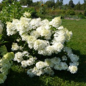 Гортензия метельчатая Фантом <br>Hydrangea paniculata Phantom