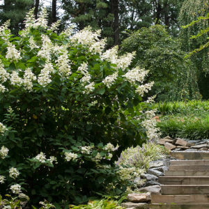 Гортензия метельчатая Тардива <br>Hydrangea paniculata Tardiva