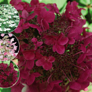 Гортензия метельчатая Вимс Рэд <br>Hydrangea paniculata Wim’s Red