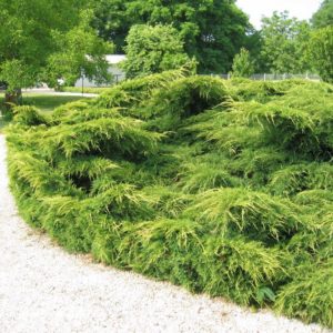 Можжевельник средний Ауреа <br>Juniperus Pfitzeriana Aurea