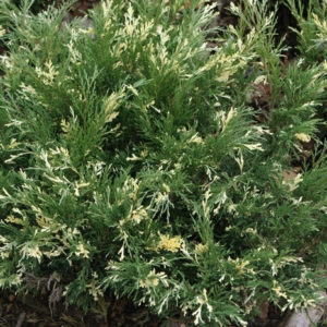 Можжевельник горизонтальный Андора Вариагетта <br>Juniperus horizontalis Andorra Variegata