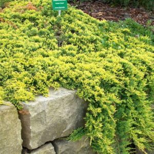 Можжевельник горизонтальный Голден Карпет <br>Juniperus horizontalis Golden Carpet