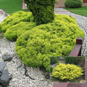 Можжевельник горизонтальный Лаймглоу <br>Juniperus horizontalis Limeglow