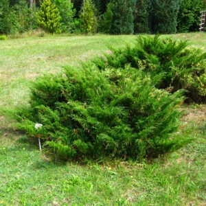 Можжевельник казацкий <br>Juniperus sabina