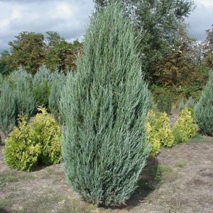Можжевельник скальный Скайрокет <br>Juniperus scopulorum Skyrocket
