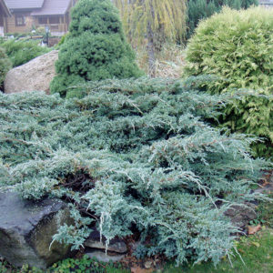 Можжевельник чешуйчатый Блю Карпет <br>Juniperus squamata Blue Carpet