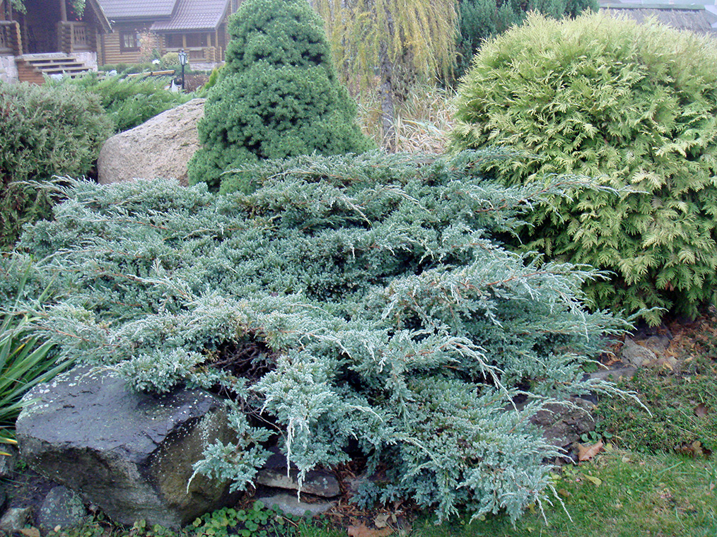 Купить Можжевельник чешуйчатый Блю Карпет Juniperus squamata Blue Carpet - в питомнике Флорини