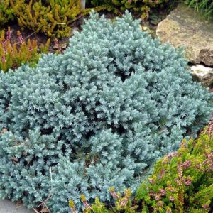 Можжевельник чешуйчатый Блю Стар <br>Juniperus squamata Blue Star