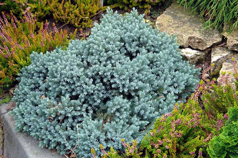 Купить Можжевельник чешуйчатый Блю Стар Juniperus squamata Blue Star - в питомнике Флорини