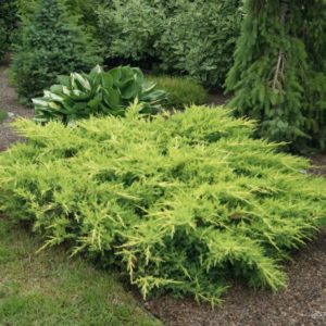 Можжевельник средний Голдкиссен <br>Juniperus pfitzeriana Goldkissen