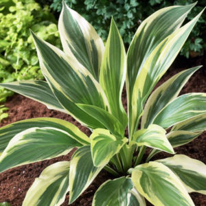 Хоста Лакисайд Драгонфлай<br>Hosta Lakeside Dragonfly