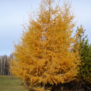 Лиственница европейская <br>Larix decidua