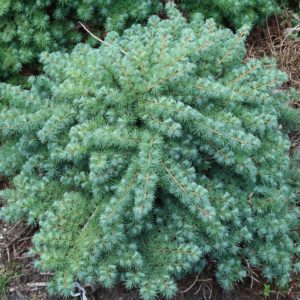 Лиственница кэмфери Блю Дварф<br>Larix kaempferi Blue Dwarf