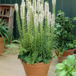 Лиатрис Альба <br>Liatris spicata Alba