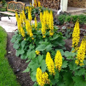 Бузульник Литл Рокет <br>Ligularia Little Rocket