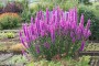 Купить Дербенник иволистный Роберт Lythrum salicaria Robert - в ...