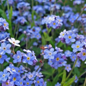 Незабудка <br>Myosotis