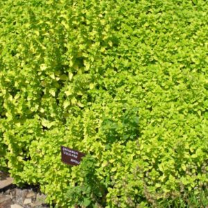 Душица Ауреум <br>Origanum vulgare Аureum