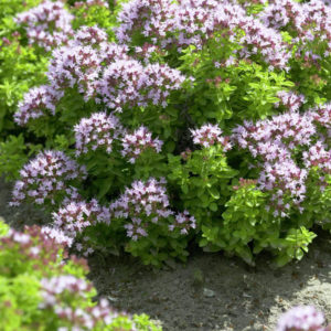 Душица Компактум <br>Origanum vulgare Compactum