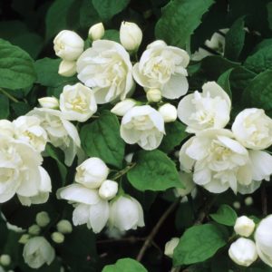 Чубушник Виргинал <br> Philadelphus Virginal