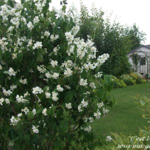 Чубушник венечный <br>Philadelphus coronarius