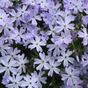 Флокс шиловидный Эмиральд Кушин Блю <br>Phlox subulata Emerald Cushion Blue