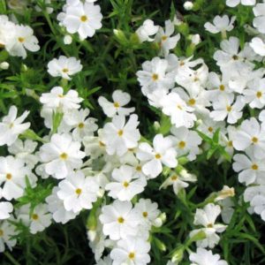 Флокс шиловидный Майшне <br>Phlox subulata Maischnee