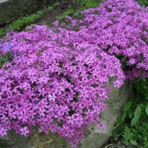 Флокс шиловидный Теллария <br>Phlox subulata Tellaria