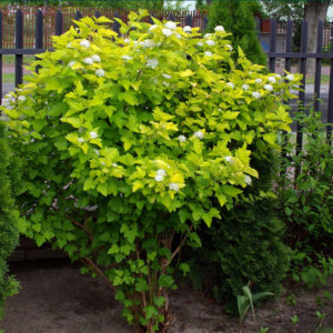 Пузыреплодник Дартс Голд <br>Physocarpus opulifolius Dart’s Gold