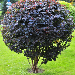 Пузыреплодник Диабло <br>Physocarpus opulifolius Diabolo