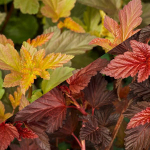 Пузыреплодник Диабло ДиОр<br>Physocarpus opulifolius Diabolo D’or