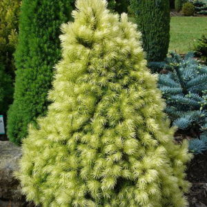 Ель сизая (канадская) Дези Вайт<br>Picea glauca Daisy’s White