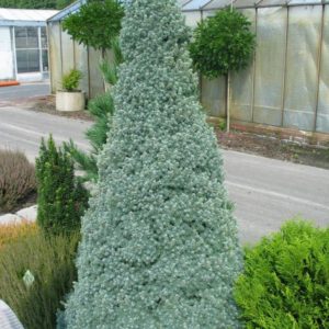 Ель сизая (канадская) Сандерс Блю <br>Picea glauca Sanders Blue