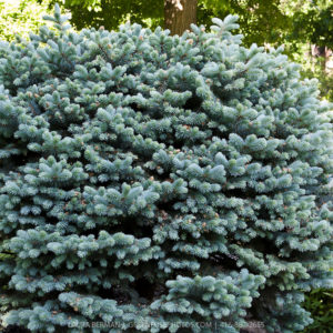 Ель колючая Глаука Глобоза <br>Picea pungens Glauca Globosa