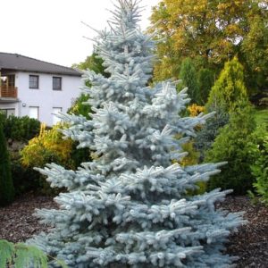 Ель колючая Хупси <br> Picea pungens Hoopsii