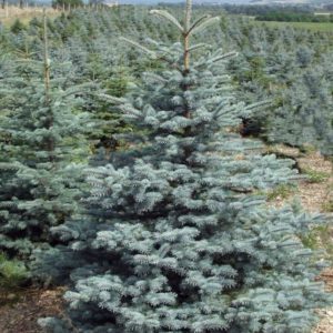 Ель колючая Глаука Супер Блю <br>Picea pungens Glauca Super Blue