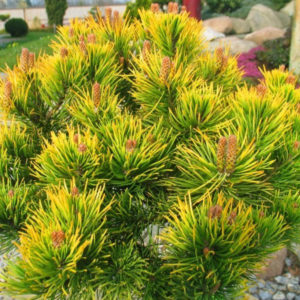 Сосна горная Винтер Голд <br>Pinus mugo Winter Gold