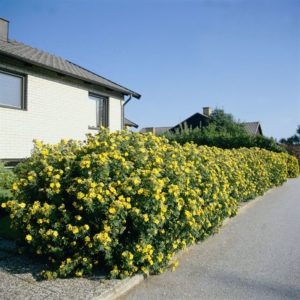 Лапчатка Голдфингер <br>Potentilla fruticosa Goldfinger