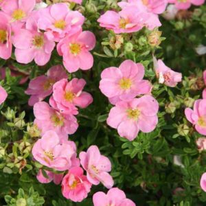 Лапчатка Пинк Квин <br>Potentilla fruticosa  Pink Queen