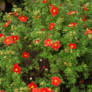 Лапчатка Рэд Айс <br>Potentilla fruticosa RED ACE