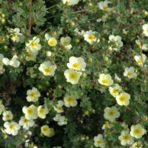 Лапчатка Тилфорд Крем <br>Potentilla fruticosa  Tilford Сream