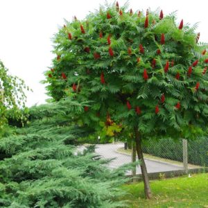 Сумах оленерогий <br>Rhus typhina