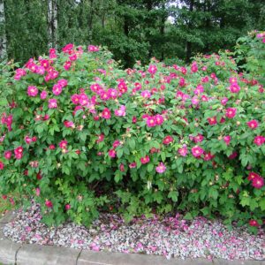 Роза ругоза Рубра <br>Rose rugosa Rubrum