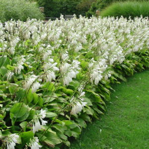 Хоста Роял Стандарт <br>Hosta Royal Standard