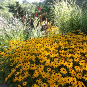 Рудбекия Голдштурм <br>Rudbeckia fulgida Goldsturm