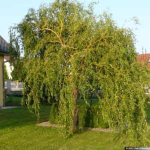 Ива извилистая <br>Salix Erythroflexuosa