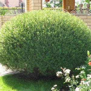 Ива пурпурная Нана <br>Salix purpurea Nana