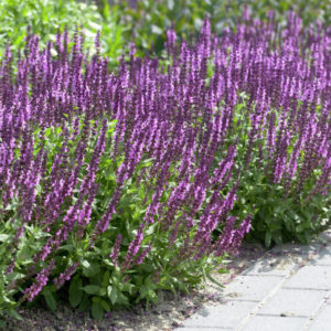 Шалфей (сальвия) Аметист <br>Salvia nemorosa Amethyst