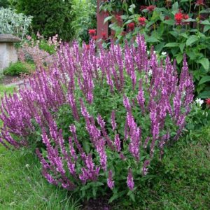 Шалфей (сальвия) Роз Квин <br>Salvia nemorosa Rose Queen